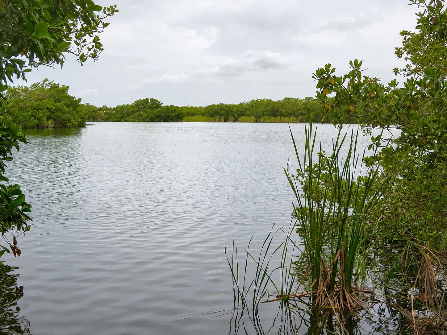 AI-enhanced view: Calm water, mangrove branches, and reeds at Paurotis Pond in Everglades National Park, Florida.