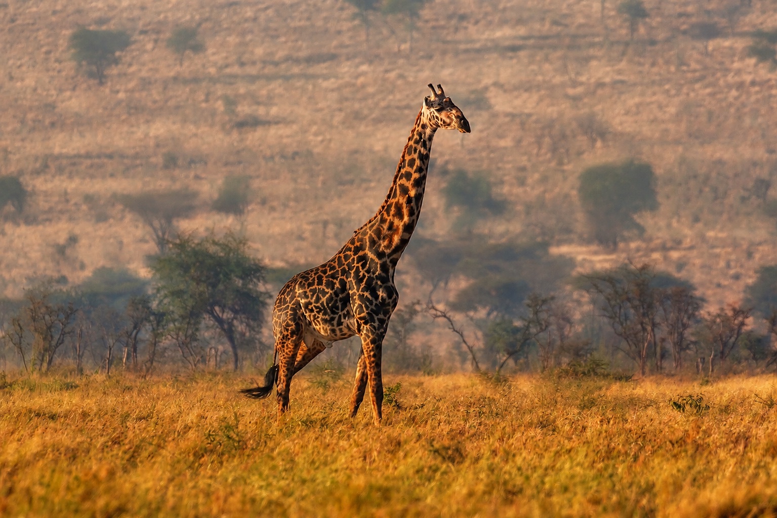 AI-enhanced view: A giraffe walking through golden grass in Serengeti National Park at sunrise.