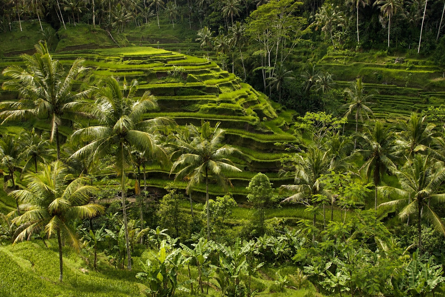AI-enhanced view: Green rice terraces and coconut palms at Tegallalang near Ubud in Bali.